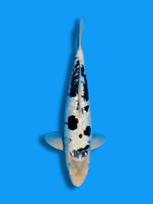 Big Scale Ginrin Kumonryu | Koi&Co.